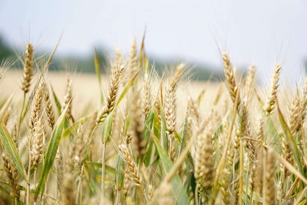 Nuestra historia con el gluten